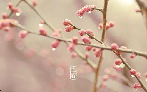 立春 在线观看,共赏春意盎然——在线观看立春之美