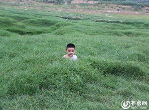 野草在线观看,探寻自然之美，感受生命力量