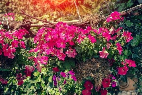 在线观看 花,一场穿越时空的视觉盛宴