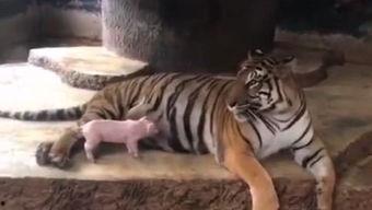 猪吃人视频在线观看,猪吃人视频在线观看，探寻背后惊人真相