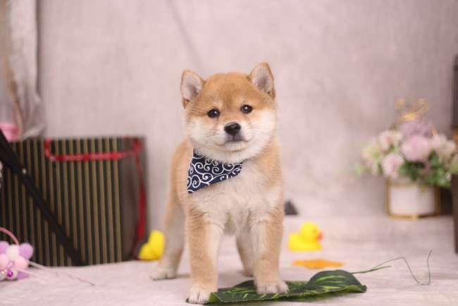 豆柴小犬在线观看中文,在线观看，萌宠欢乐时光