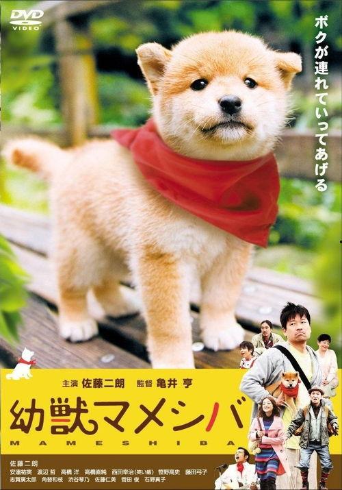豆柴小犬在线观看中文,在线观看，萌宠欢乐时光