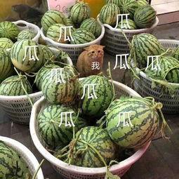 娱乐吃瓜图片高清壁纸