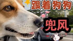 娱乐吃瓜酱狗吃鸡