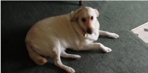 娱乐吃瓜酱狗吃鸡