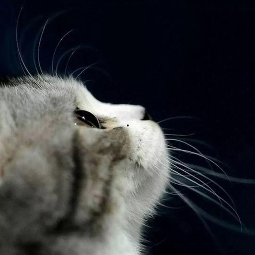 娱乐吃瓜酱营业的猫