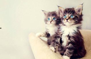 娱乐吃瓜酱营业的猫