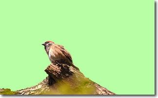 麻雀 在线观看,揭秘神秘生物的生存智慧