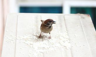 麻雀 在线观看,揭秘神秘生物的生存智慧