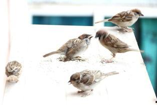 麻雀 在线观看,揭秘神秘生物的生存智慧