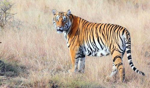 猛虎报恩在线观看,一场跨越生死的深情演绎